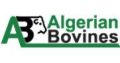Algerian Bovines
